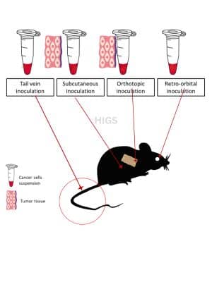 Cancer-Detection-by-Animal-model