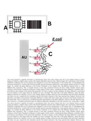 E-coli-Sensor