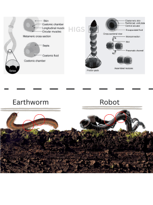 Multimodal-soft-acutators-of-Earthworm