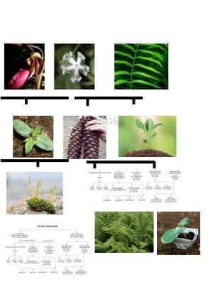 Plant-species-classification